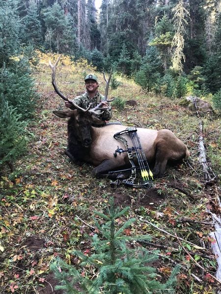 archery elk hunting