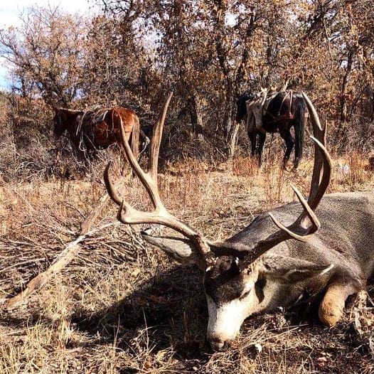 A harvested mule deer lies on the ground with pack horses in the background.
