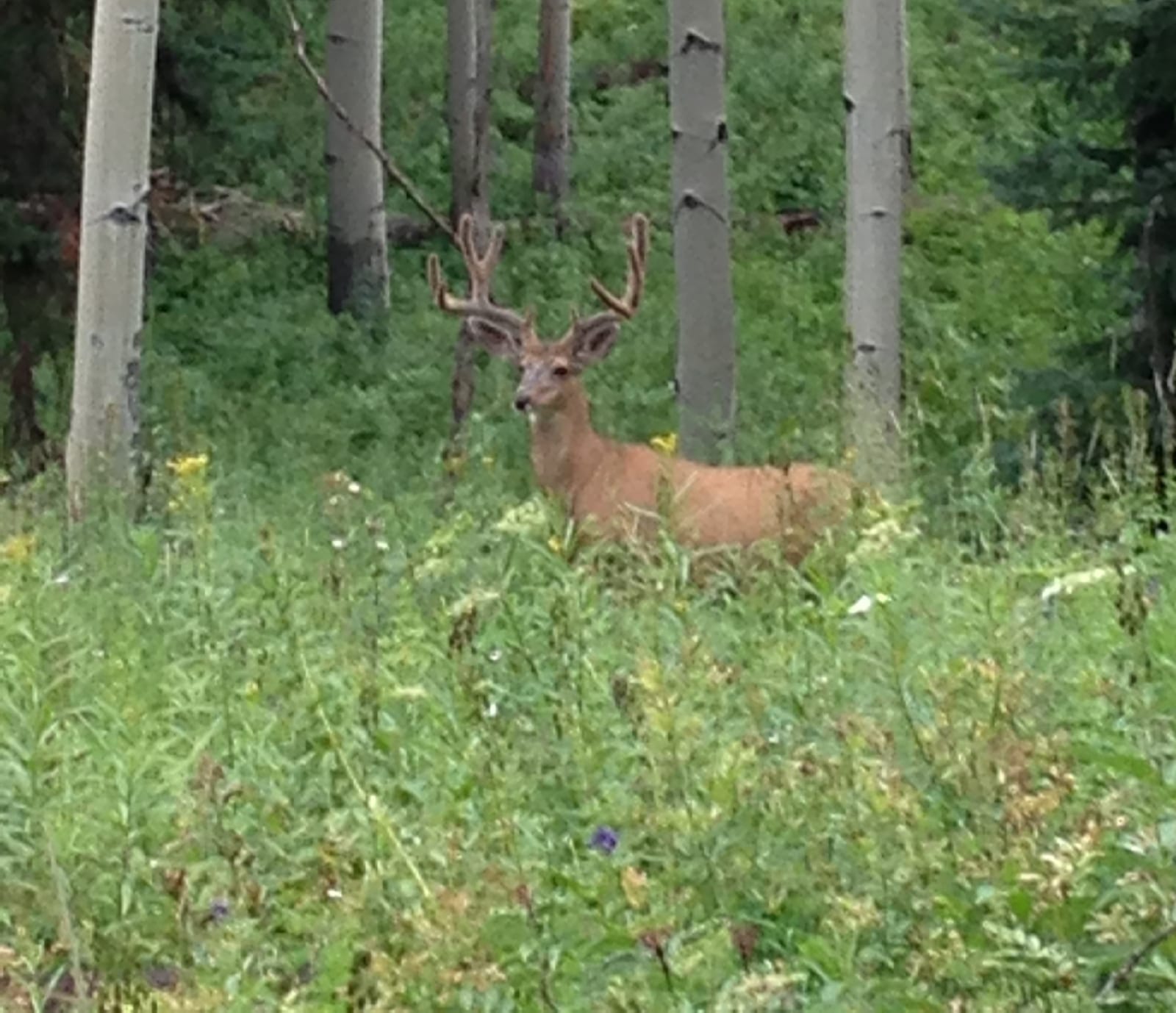 Colorado Mule Deer Hunting