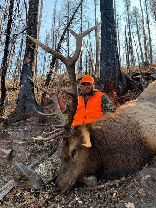 Colorado Elk