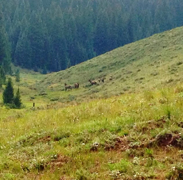 Colorado Elk Hunting