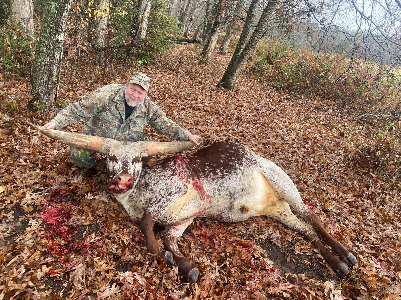 A hunter kneels next to a harvested Watusi cattle in a wooded area.
