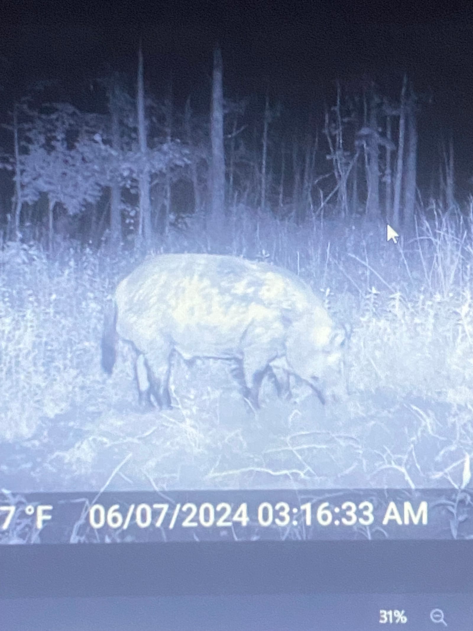 A wild boar is captured by a trail camera at night in a wooded area.