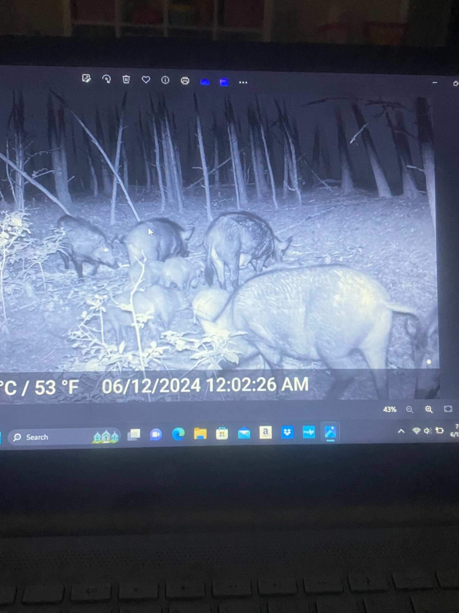 A group of wild boars, including adults and piglets, are captured by a trail camera at night in a wooded area.