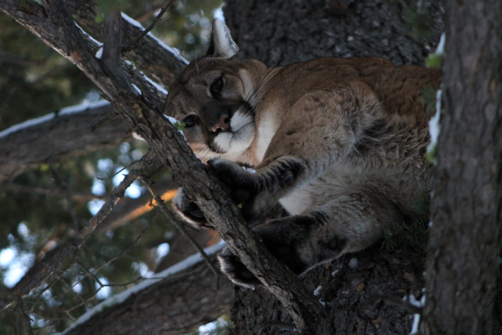 A mountain lion rests in a tree.