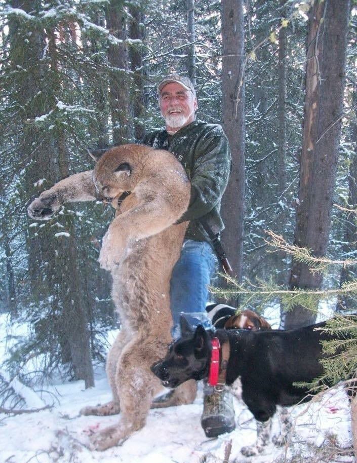 A hunter holds a harvested mountain lion in a snowy forest, with two hunting dogs nearby.