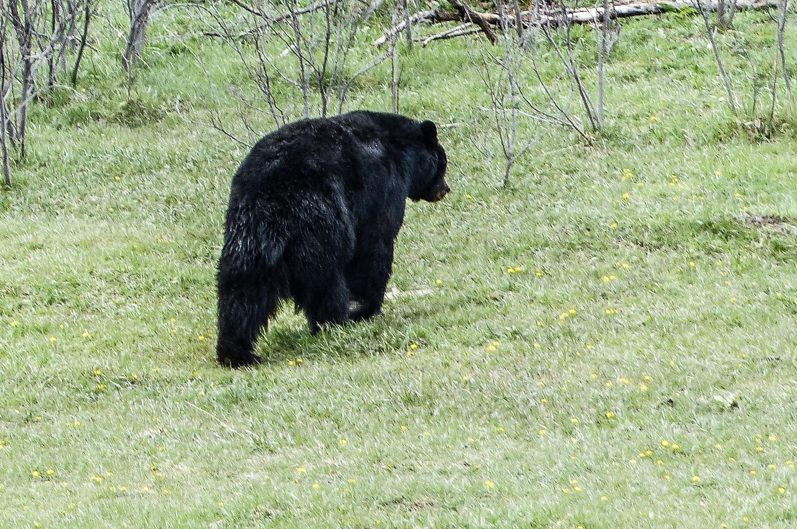 A black bear walks through a grassy field.
