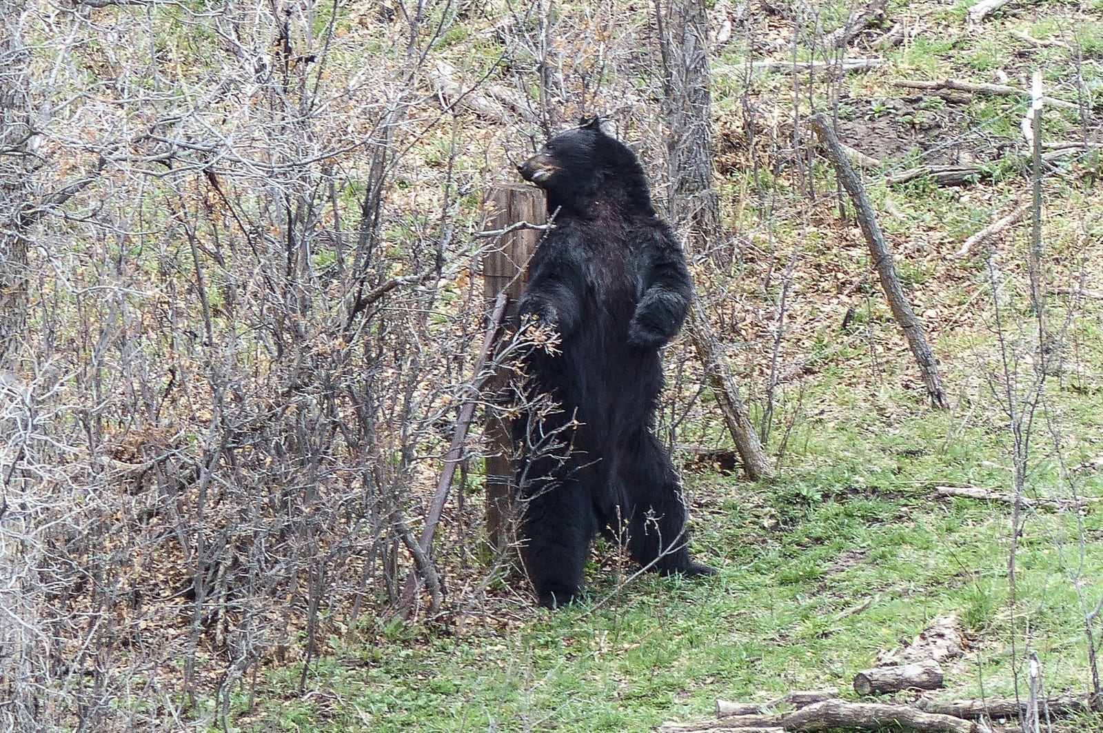 A black bear stands on its hind legs in a wooded area.