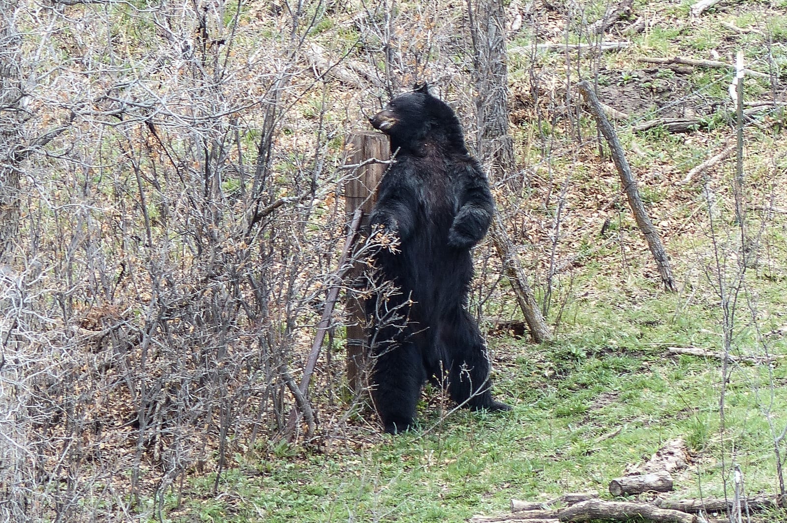 A black bear stands on its hind legs in a wooded area.