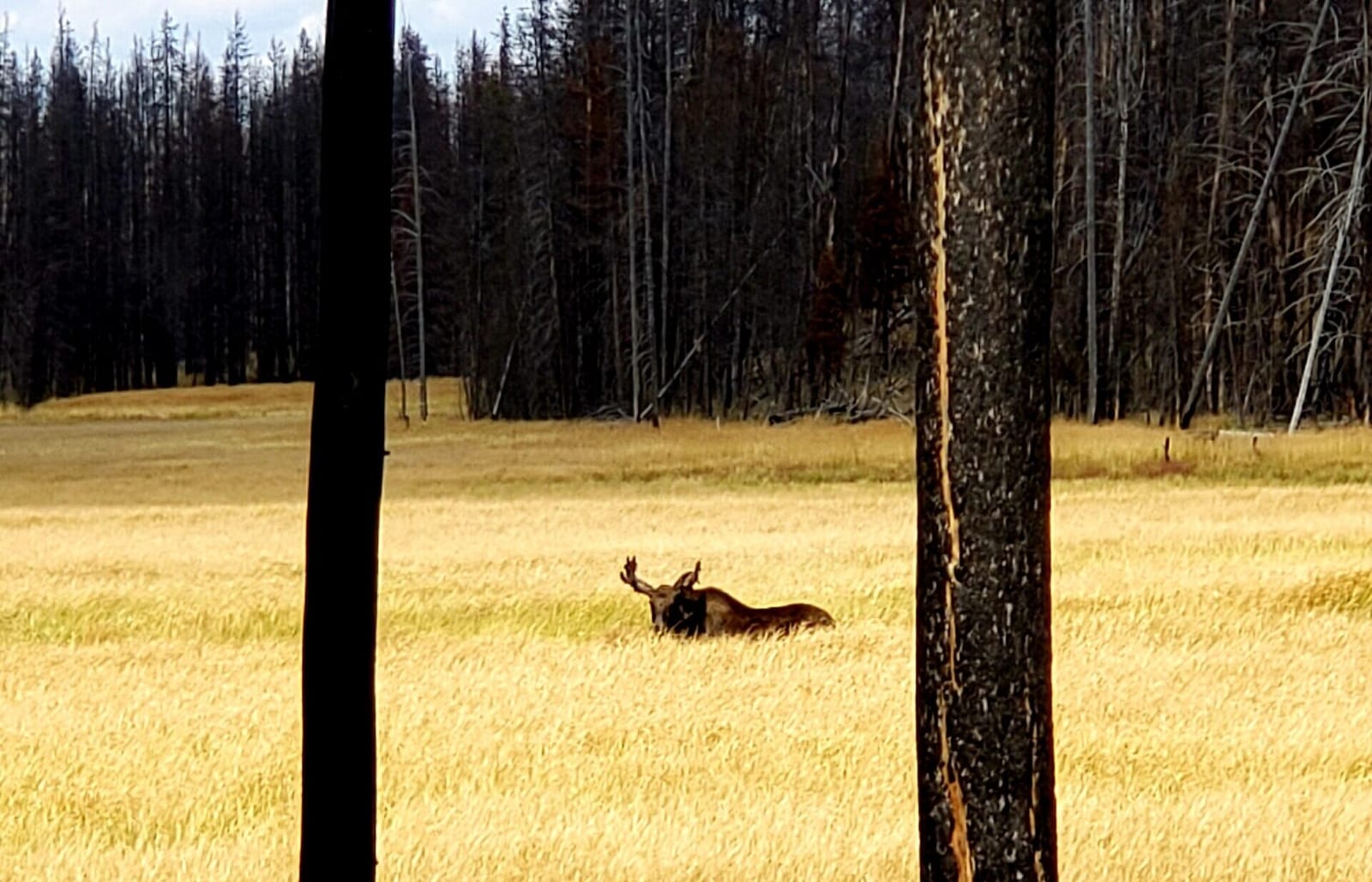 A moose with antlers is partially visible in a golden field with dark trees in the background.