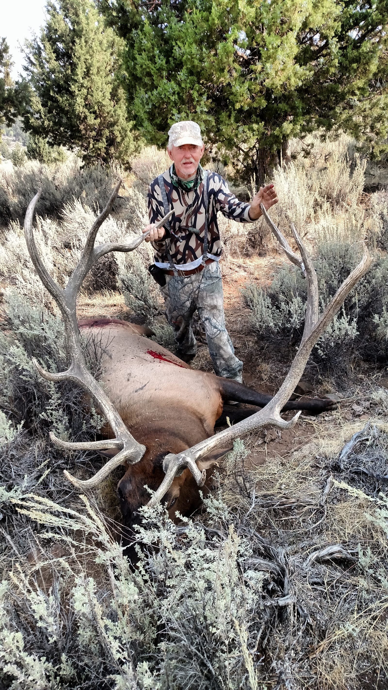 A hunter poses with a harvested elk in a brushy, treed landscape.