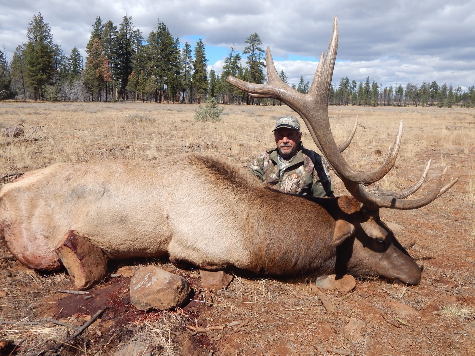 A hunter poses with a harvested elk in a field.
