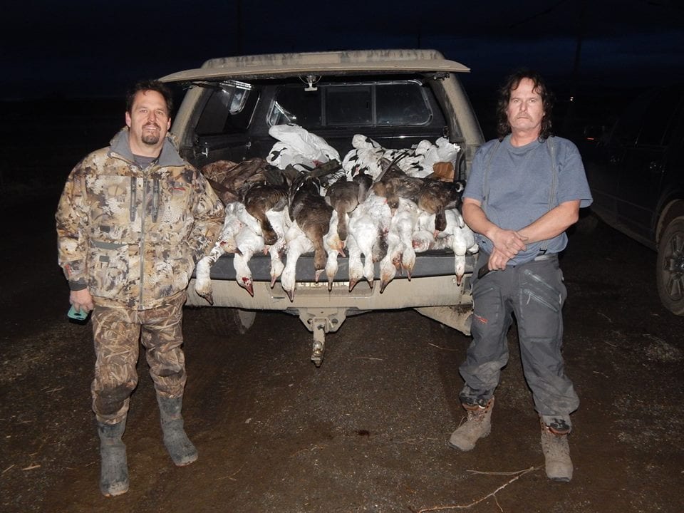 Two hunters pose at night with a truck bed full of harvested snow geese and white-fronted geese.