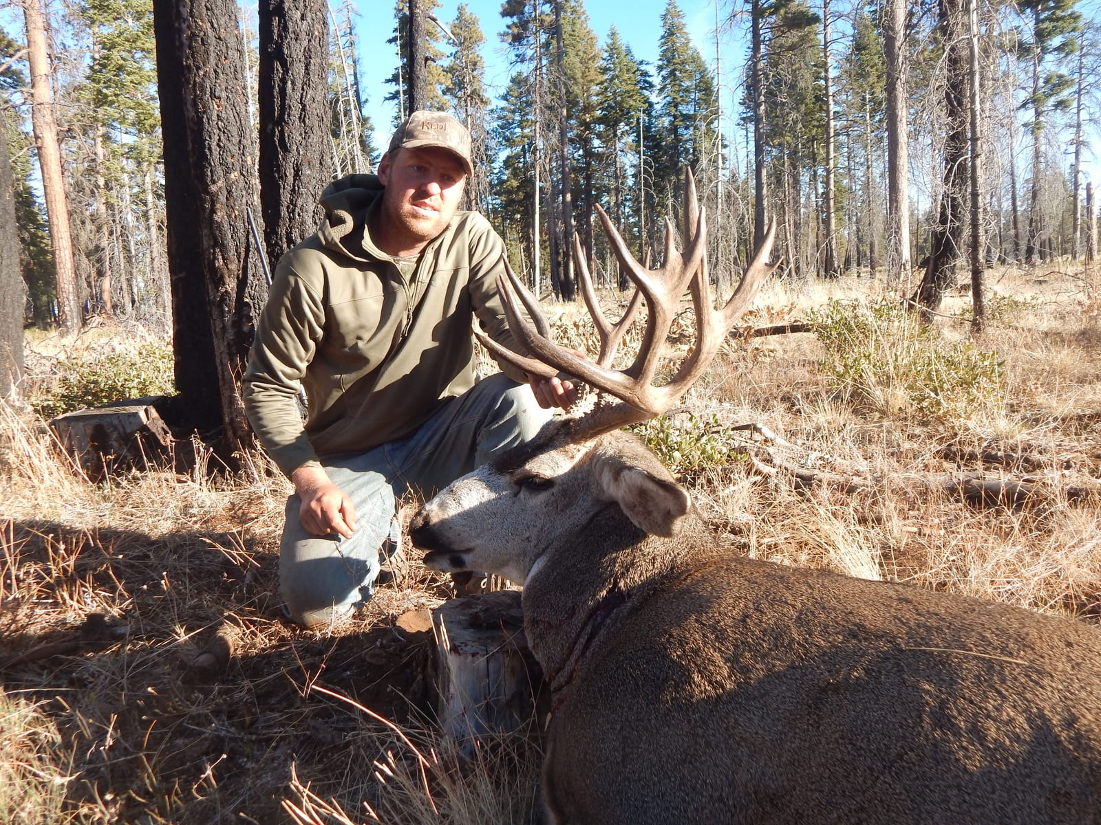 A hunter kneels next to a harvested mule deer in a forest.