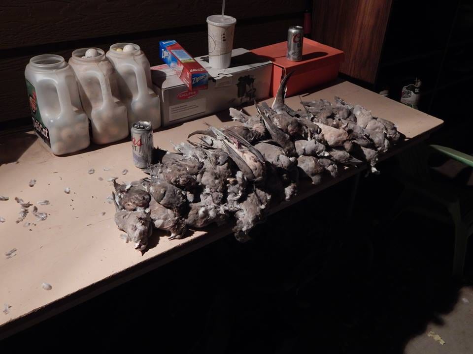 A pile of harvested mourning doves is displayed on a table next to various containers and cans.