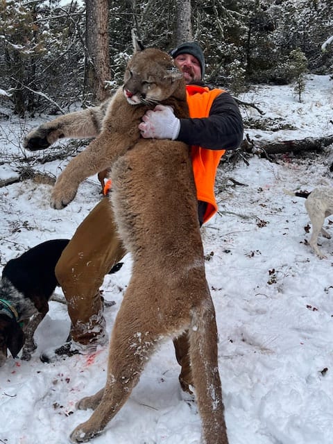 A man in an orange vest holds a harvested mountain lion in a snowy forest, with two dogs nearby.