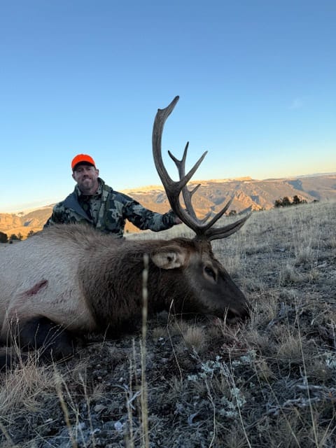 A hunter in camouflage and an orange hat poses with a harvested elk in a grassy, mountainous landscape under a clear sky.
