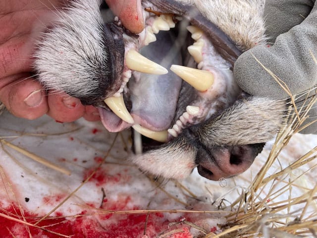 Close-up of a harvested coyote's mouth with visible teeth and blood.