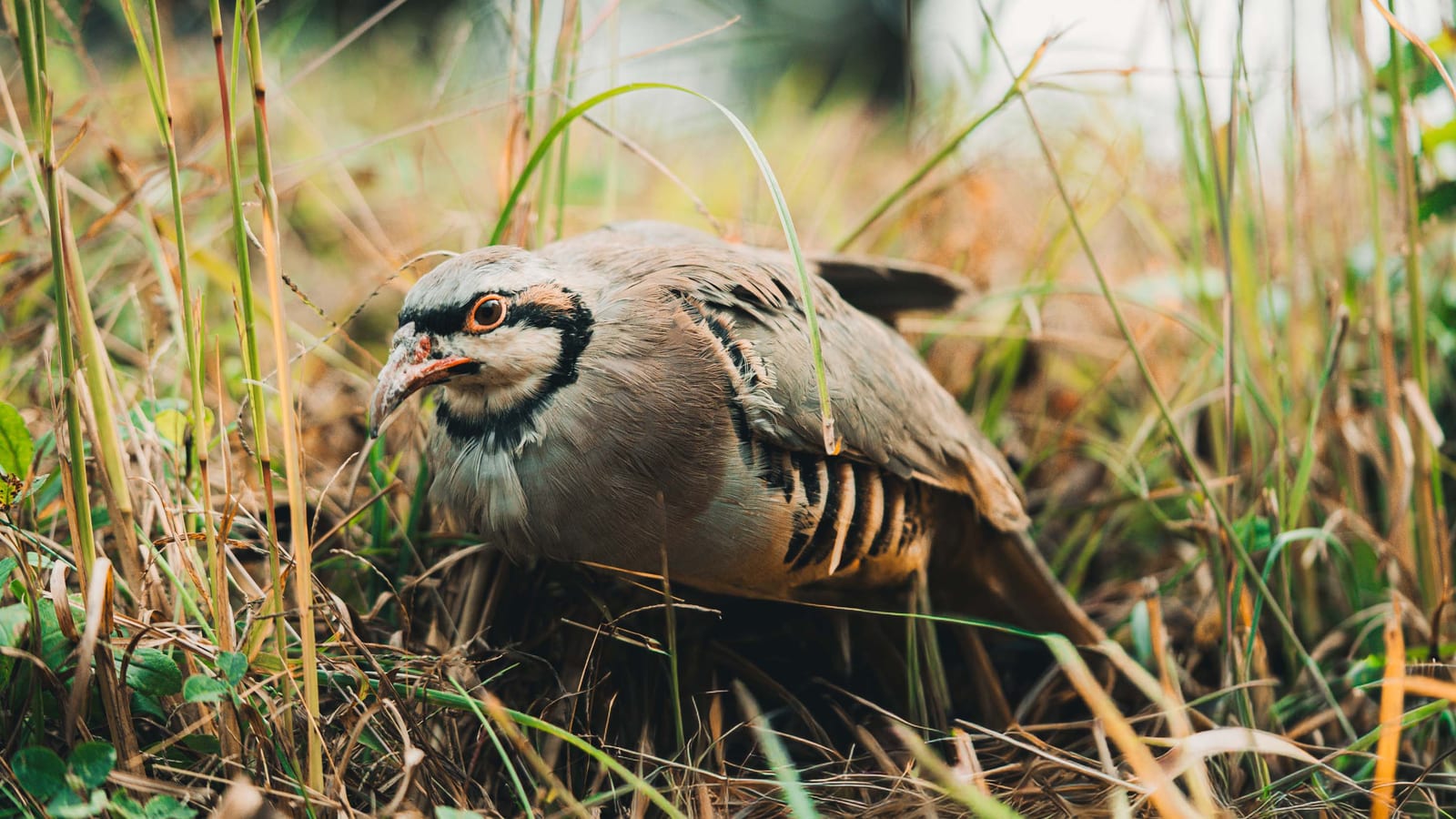 Chukar in a field - types of bird hunted at the Bearded Bird Dog in Talbott, TN