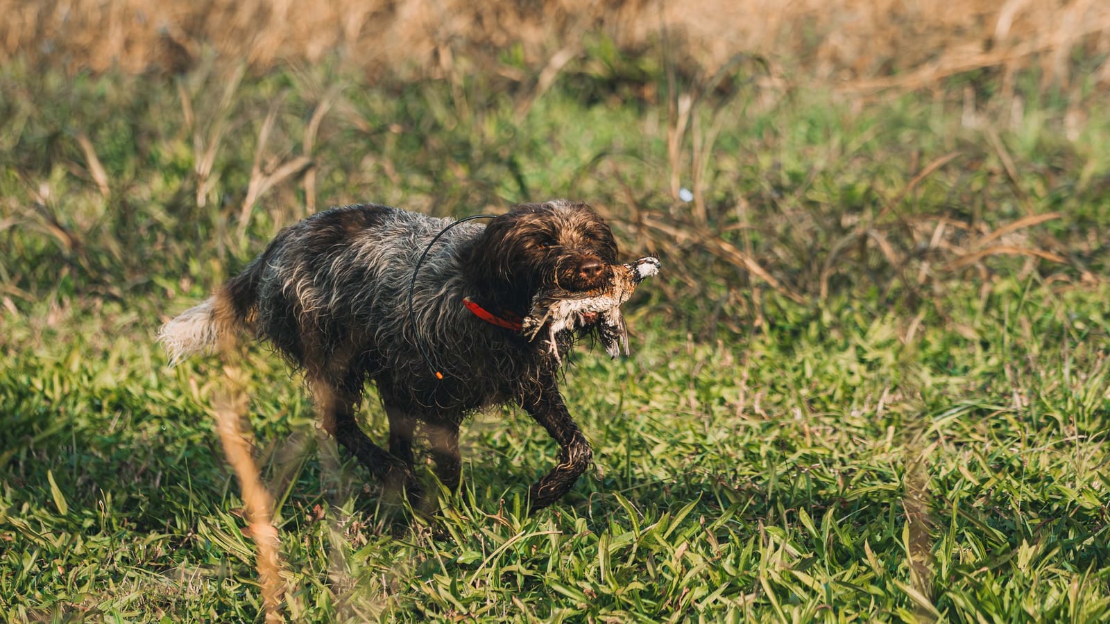 Ada laying in the grass with a quail she retrieved while hunting at the Bearded Bird Dog in Cosby, TN