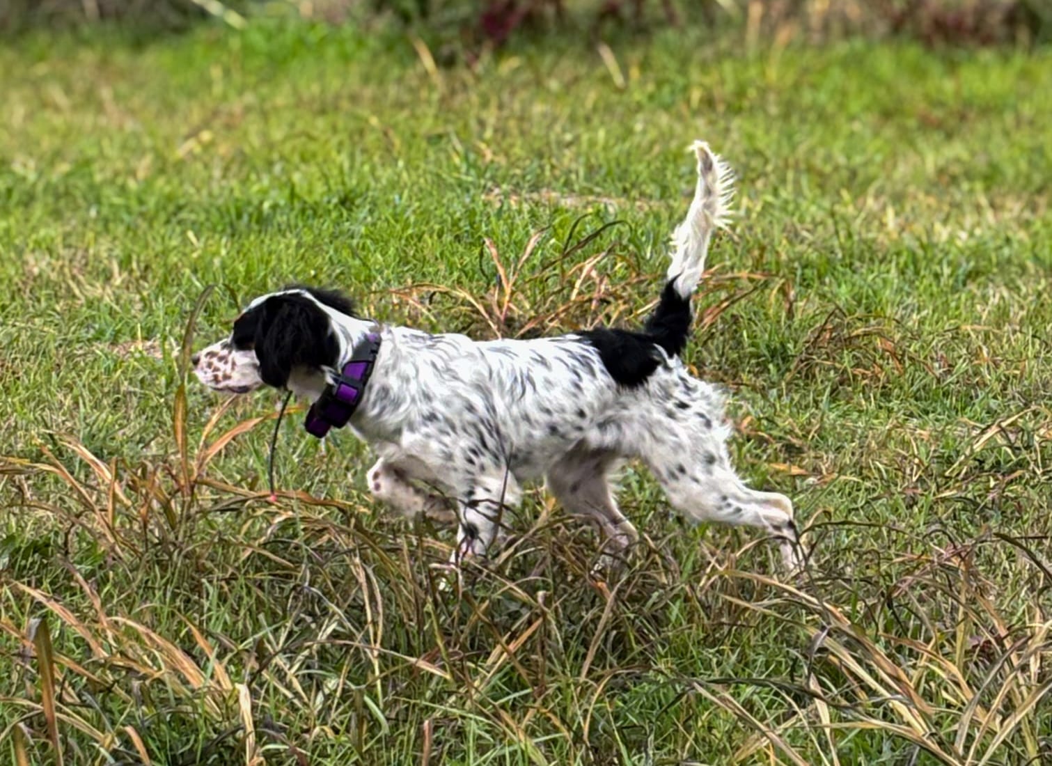 Lucy pointing at a bird to be flushed quail hunting for the Bearded Bird Dog in Talbott Tennessee