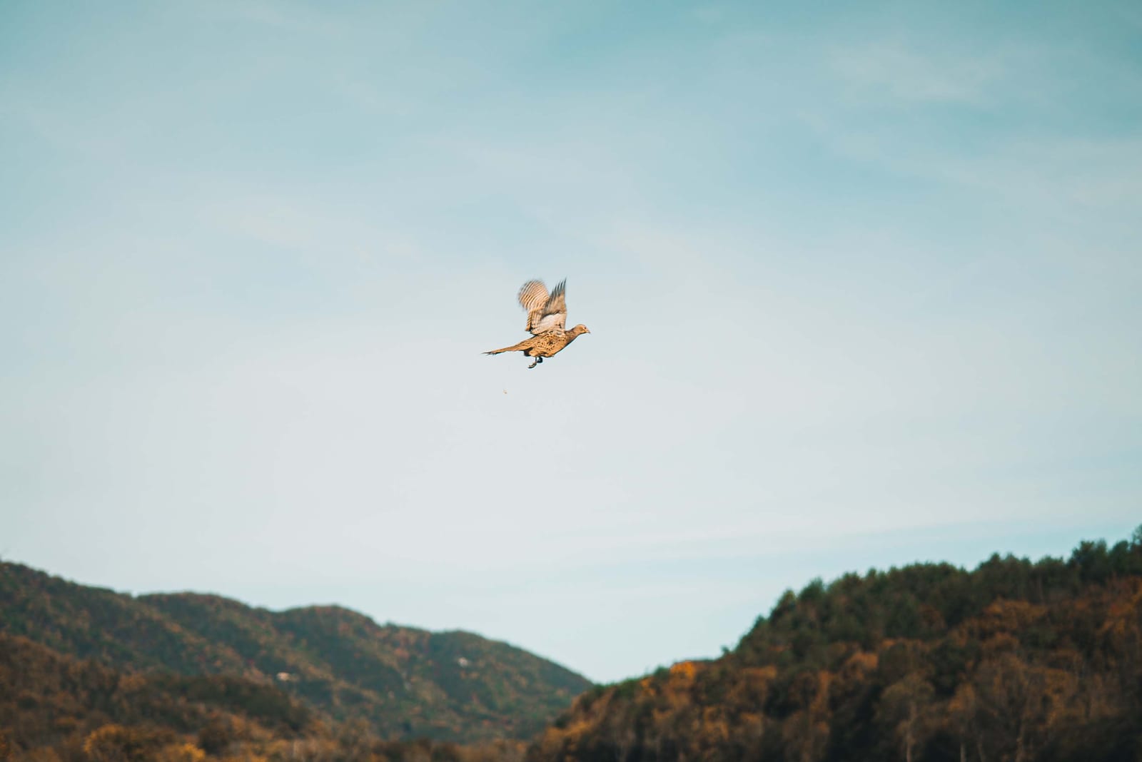 Pheasant in the air - types of bird hunted at the Bearded Bird Dog in Talbott, TN