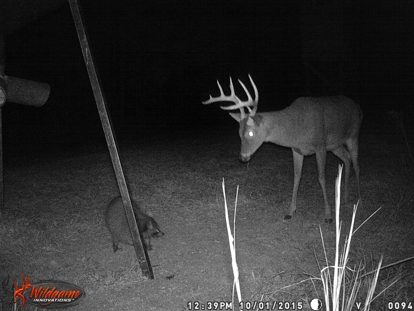 A whitetail deer with antlers and a raccoon are captured by a trail camera at night.