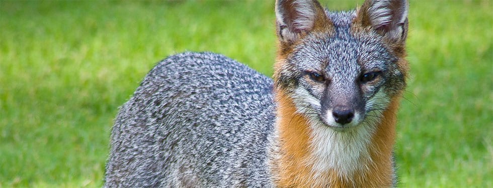 A gray fox stands in a grassy field looking at the camera.
