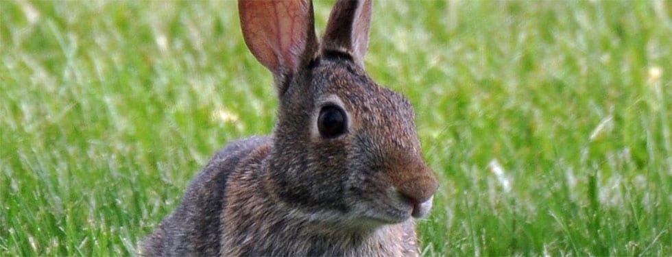 A rabbit sits in a field of green grass.