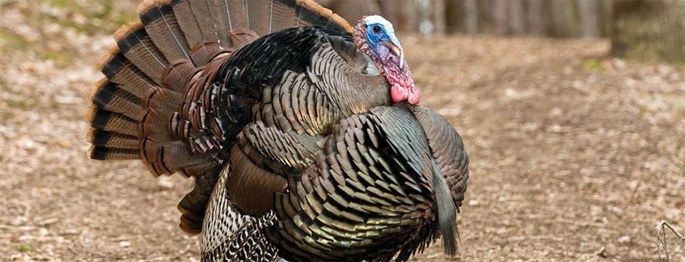 A wild turkey with its tail fanned out stands on a leaf-covered ground.