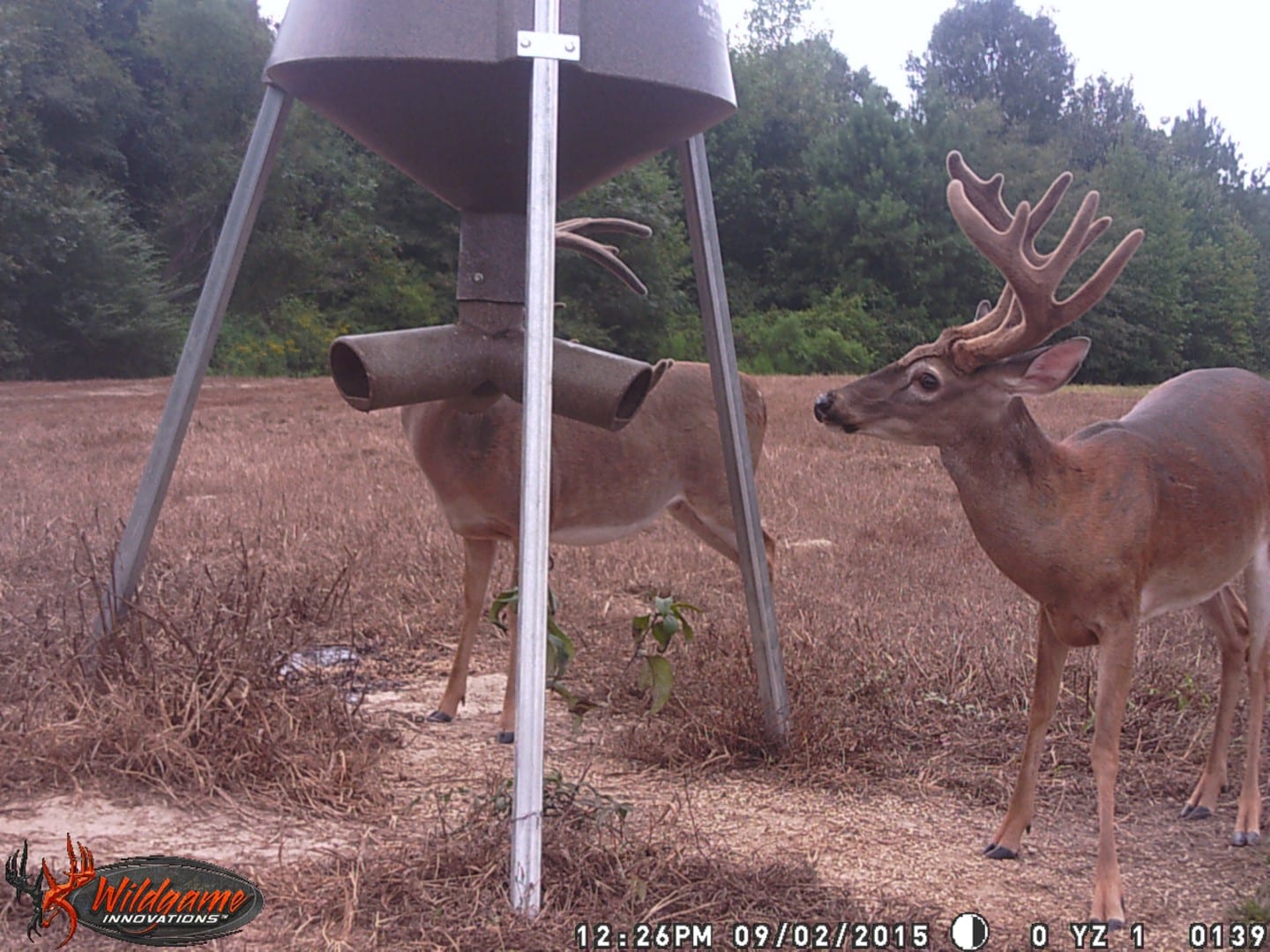 Deers on our hunting grounds
