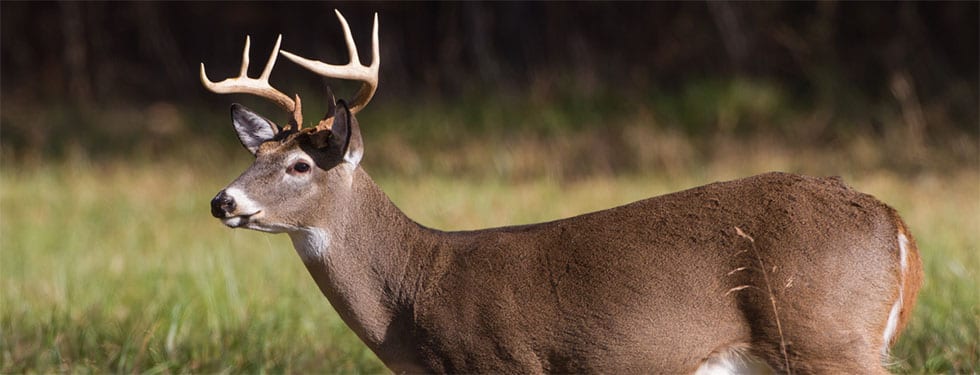 Deer Hunting