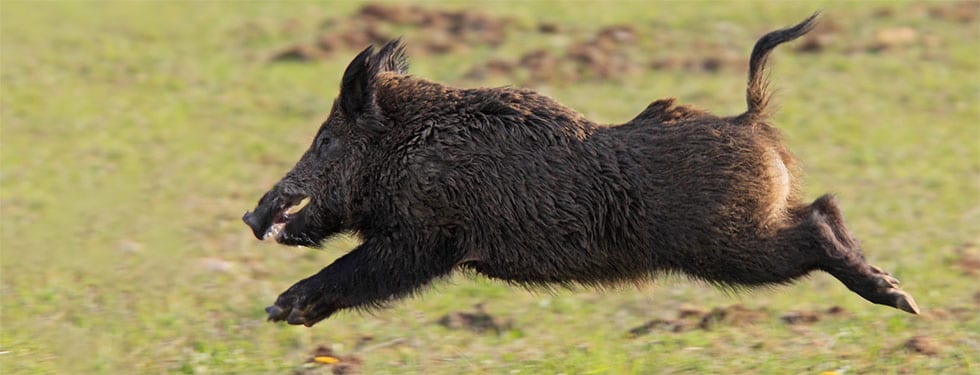 A wild boar runs across a grassy field.