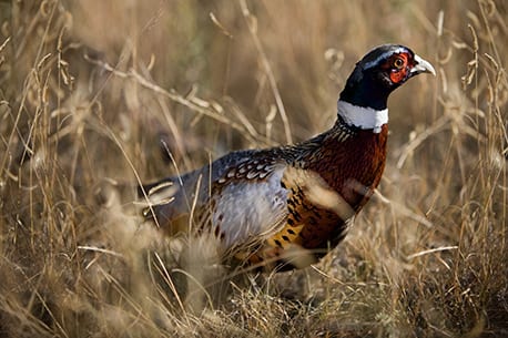 A Ring-necked Pheasant stands in tall dry grass.