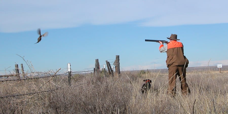 A hunter aims a shotgun at a bird flying away in a grassy field, with a dog nearby.