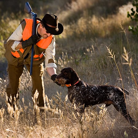 A hunter in an orange vest and hat interacts with a hunting dog holding a harvested ring-necked pheasant in its mouth in a grassy field.