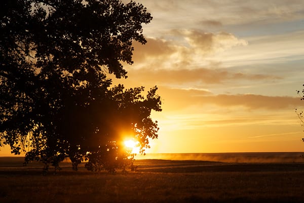 The sun sets behind a silhouetted tree over a field.