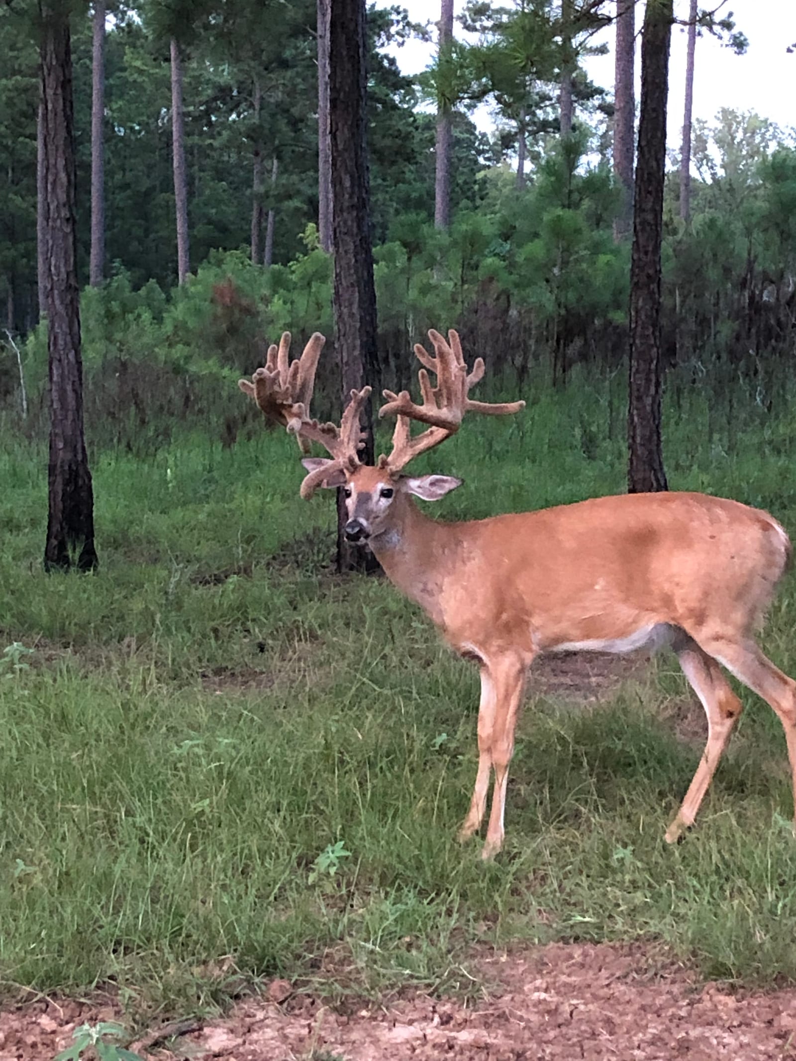 Deer 1.jpg