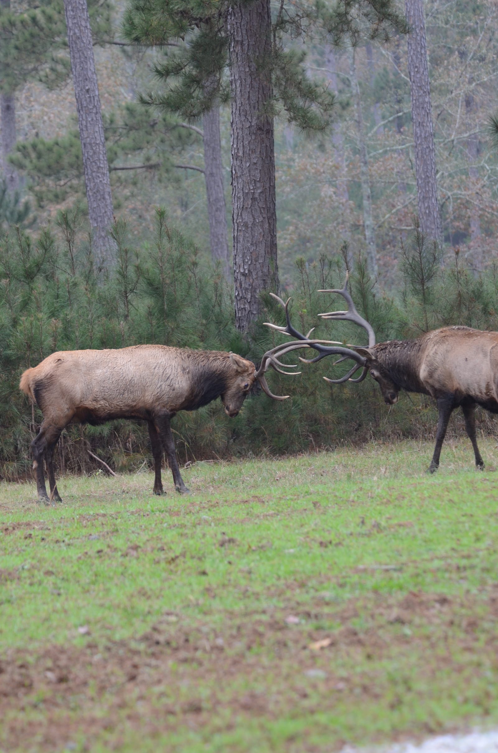 Elk_6063.JPG