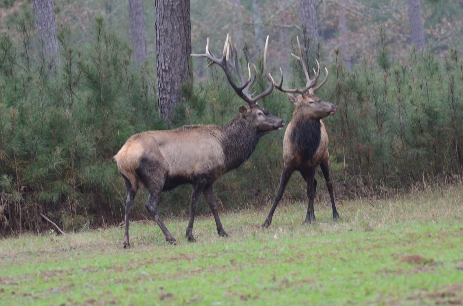 Elk_6080.JPG