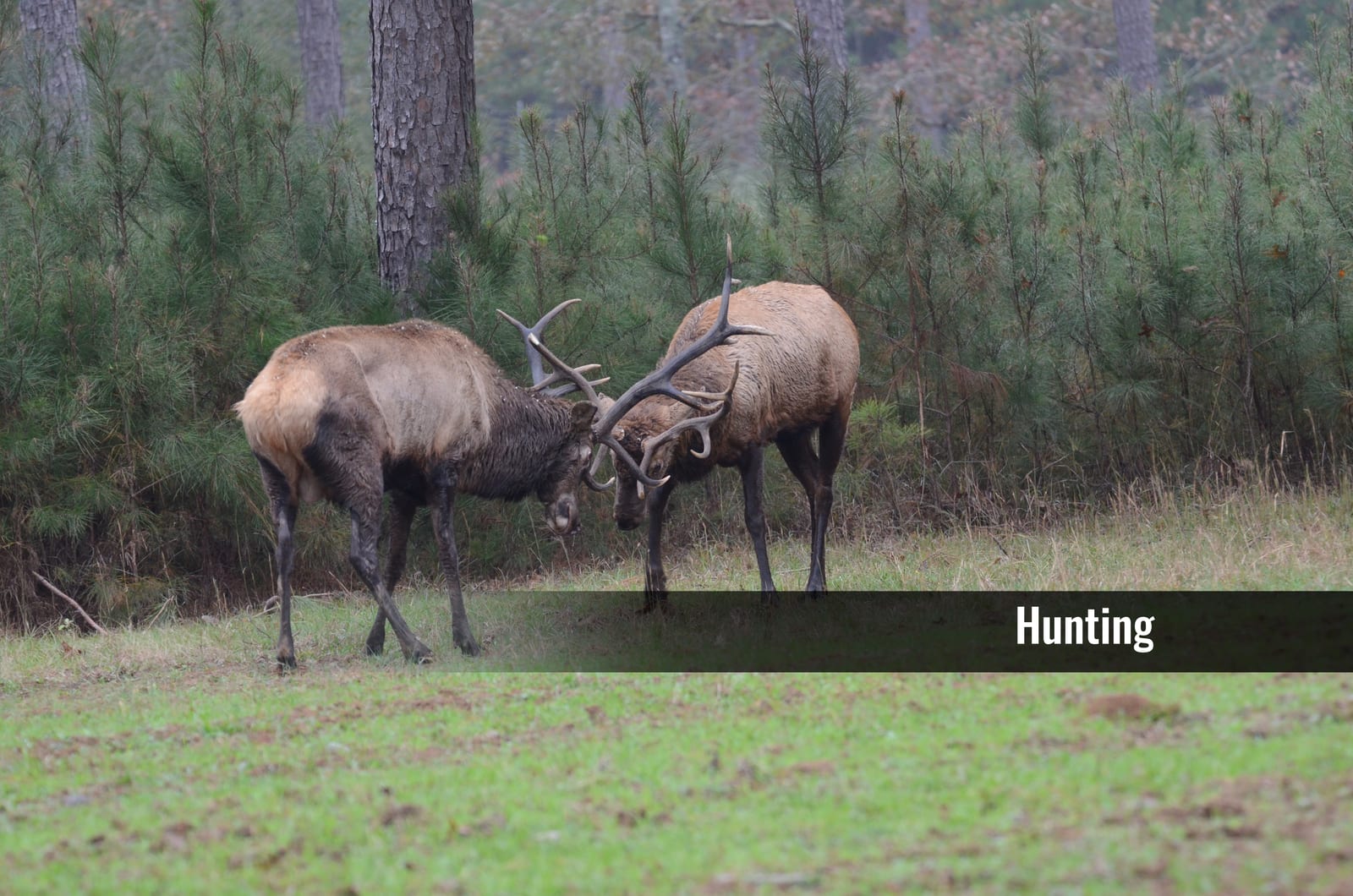 Elk Label.jpg