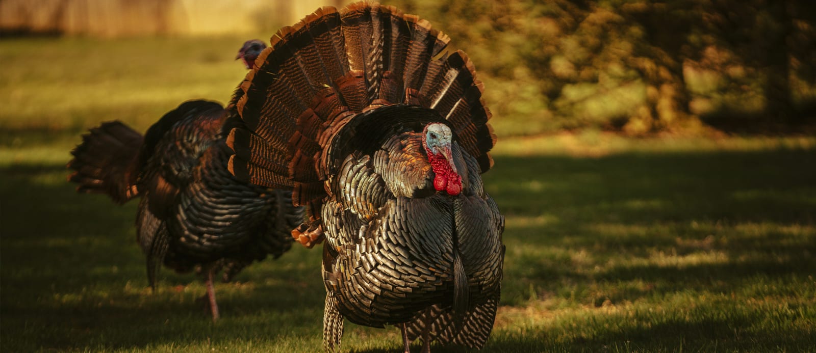 Turkey Hunting in Georgia