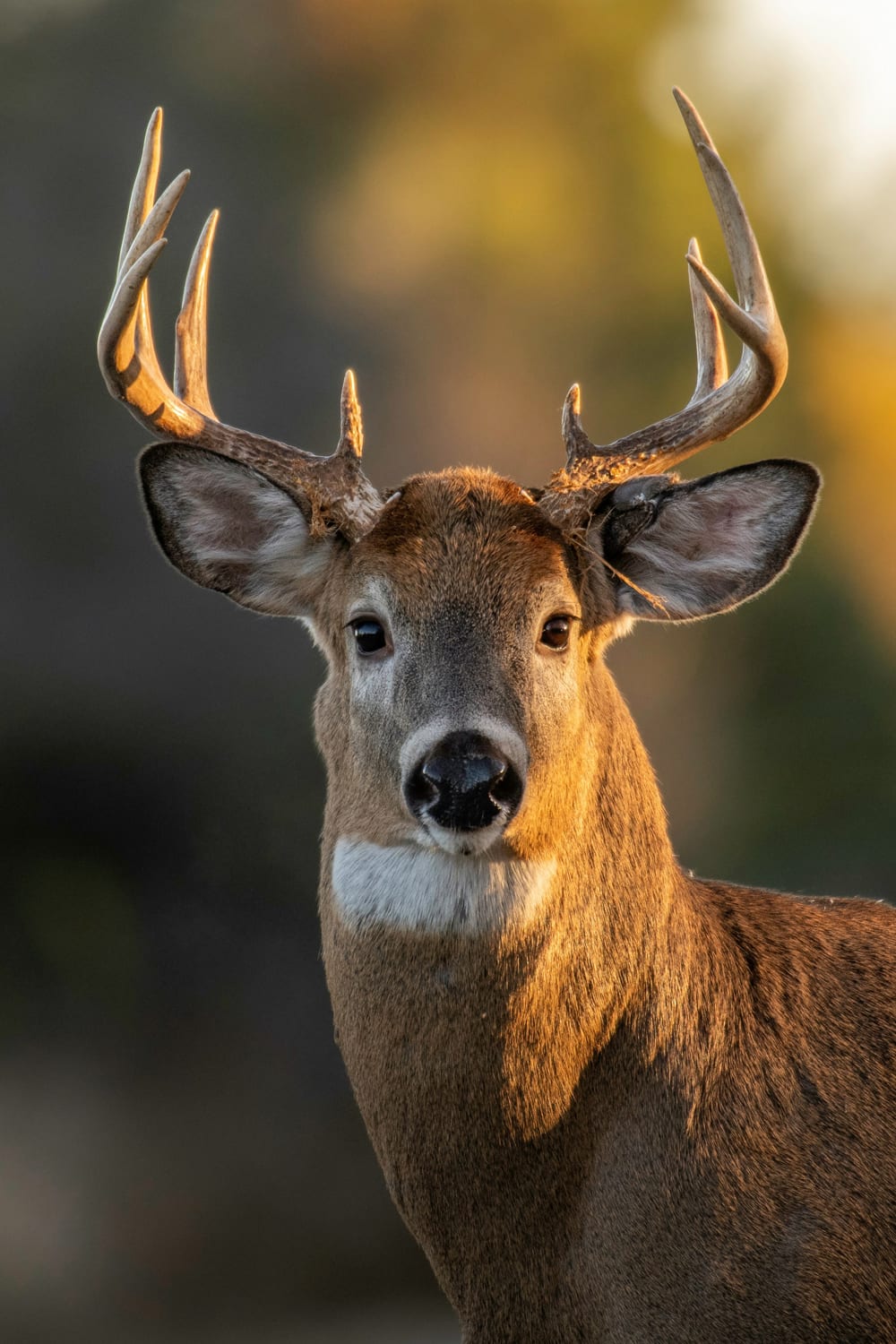 Deer Hunting Georgia