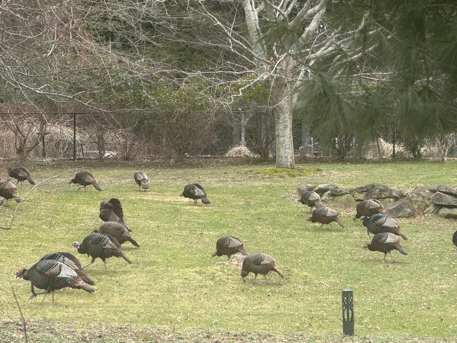 A flock of wild turkeys forages in a grassy field with trees in the background.