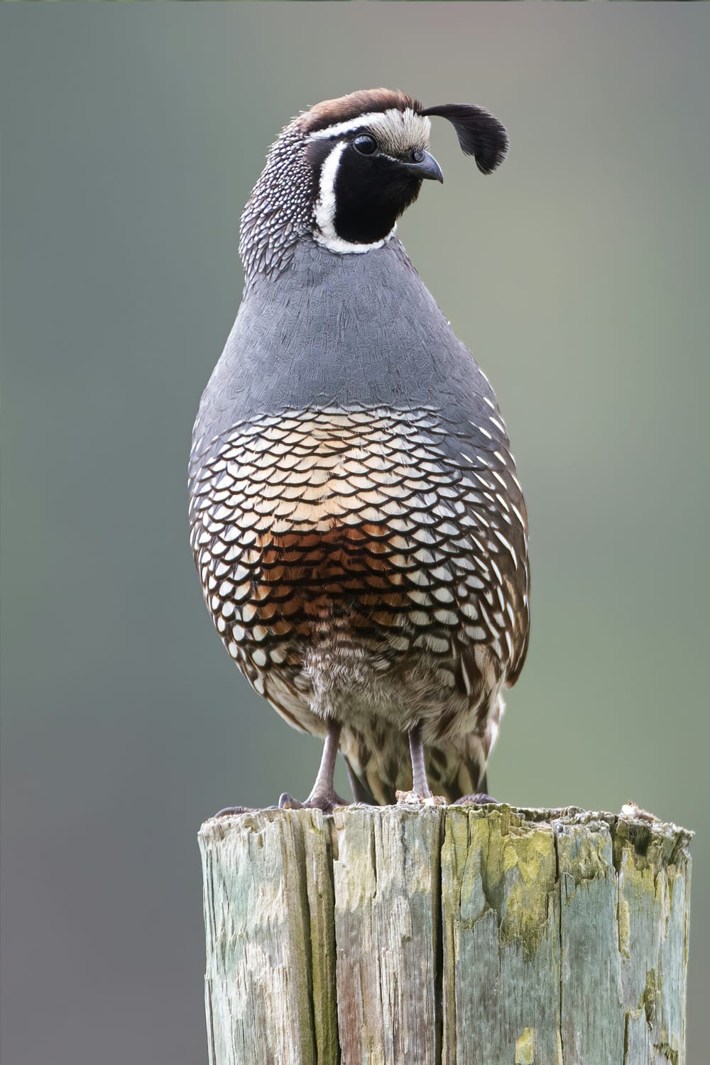 Quail Hunting Georgia