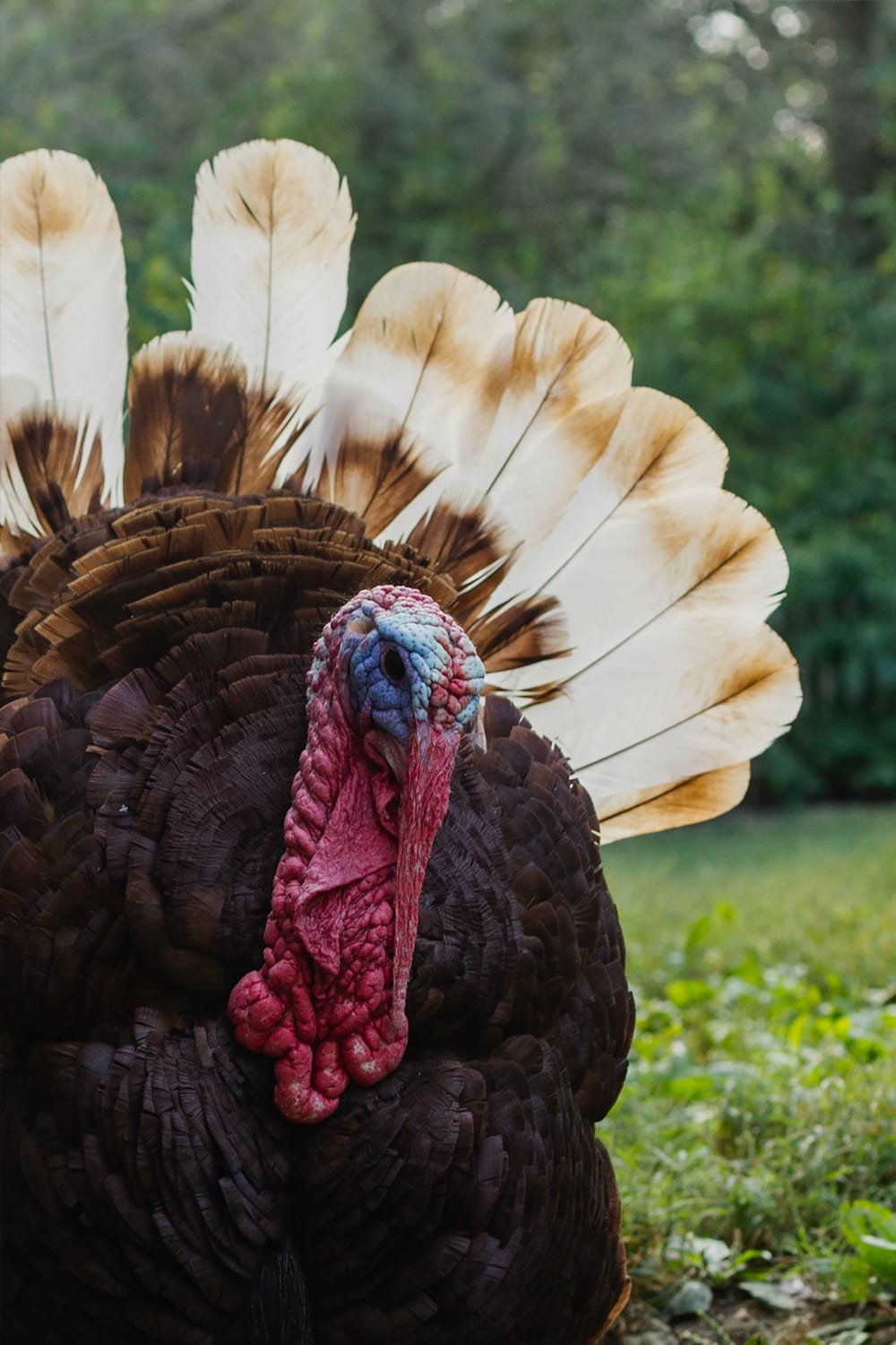 Turkey Hunting Georgia