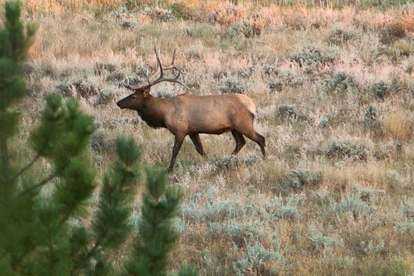 bull-elk