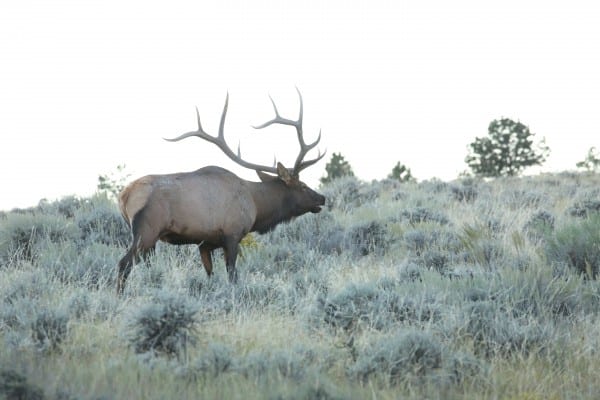 big-bull-walking-away