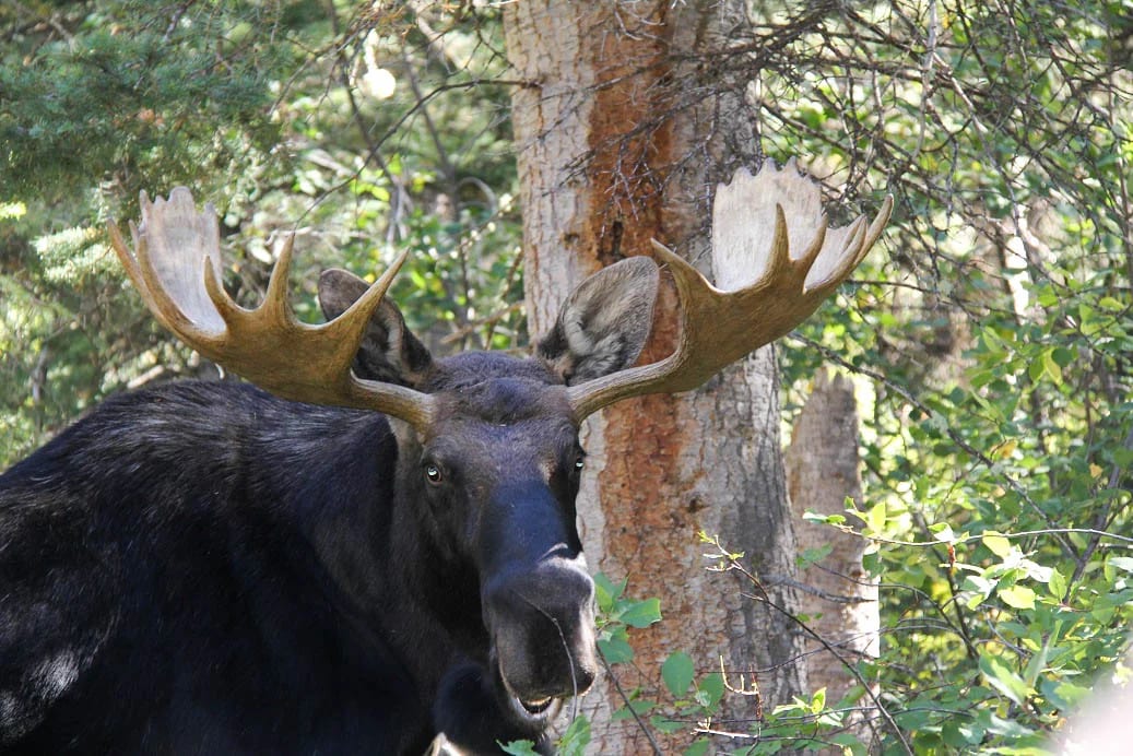 A moose with large antlers stands in a forest.