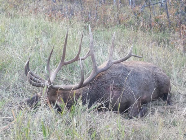 A large bull elk with impressive antlers lies in tall grass.